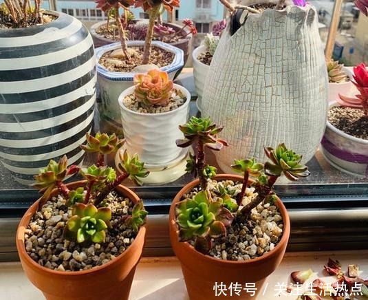 把蒂亚养出群生状态,我总算学会了!