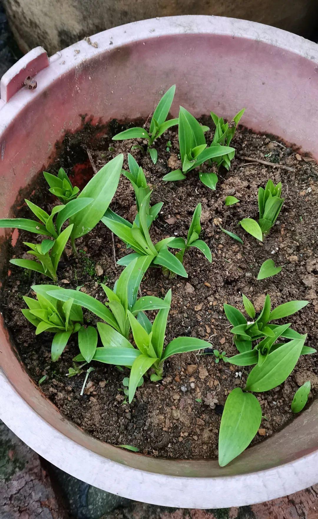 枯萎|9种花是富贵命,必须大盆养,小盆养会憋死