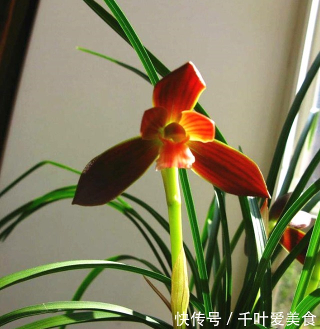 兰花|这种植物堪称“国兰第一红”,红艳而不俗,新手也能养好