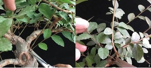 盆景修剪“量体裁衣”，新手也能立即开窍的死记硬背技法！