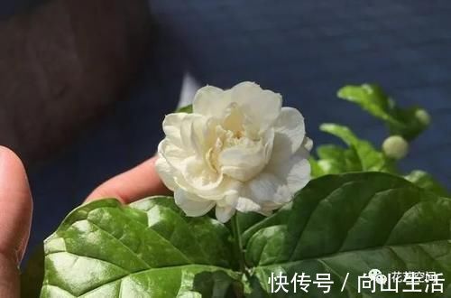 养护|这3种花，可以给屋“添香”，漂亮好养，芳香怡人