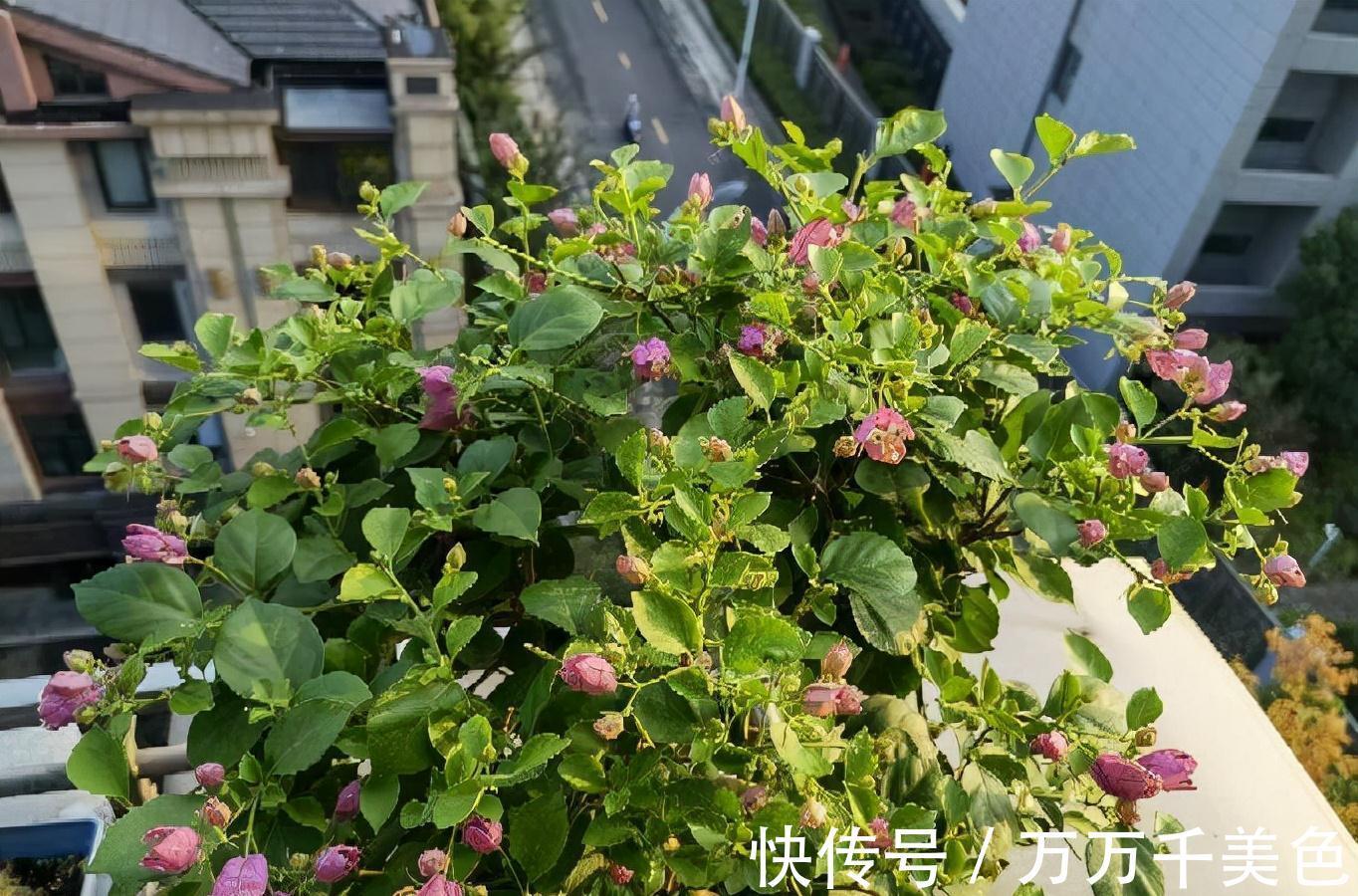 阳台养好三角梅，“3样”不能少，枝叶繁茂、朵朵花儿开鲜艳漂亮