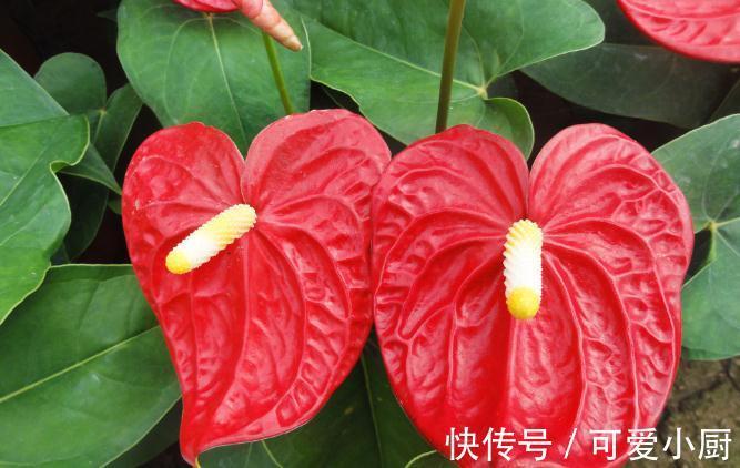 红掌春季养护有哪些注意事项，浇水要掌握见干见湿的原则