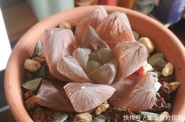 10种花,春天不能晒,躲屋里最安全!10种花,春天不能晒,躲屋里最安全!