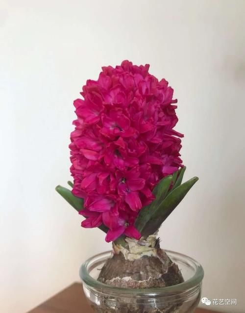 风信子怎么养才能开出大花团？这三点最重要！