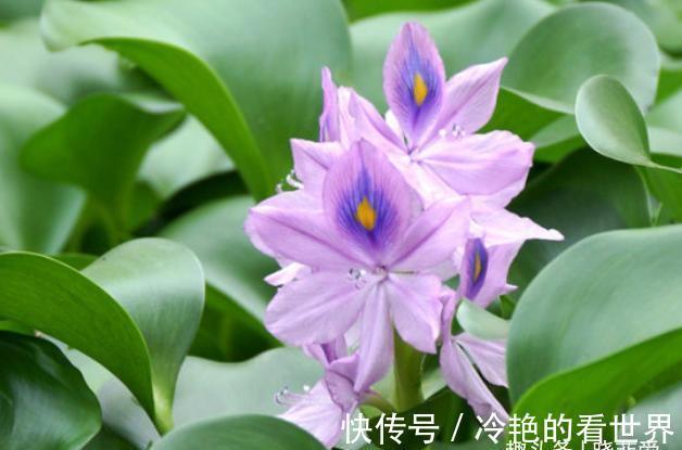 漂亮花|三种“漂亮花”,好养颜值高,却被花友“嫌弃”,不是没道理