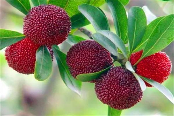 老少皆宜|聪明的人最爱吃四种食物,排毒养颜、美白护肤,有益健康