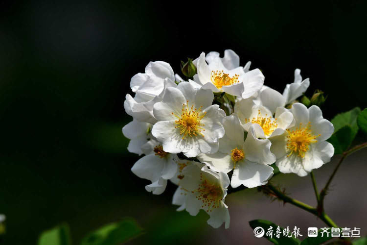 济南泉城公园白色野蔷薇花开烂漫，宛如夏天的小精灵|花开齐鲁| 野蔷薇
