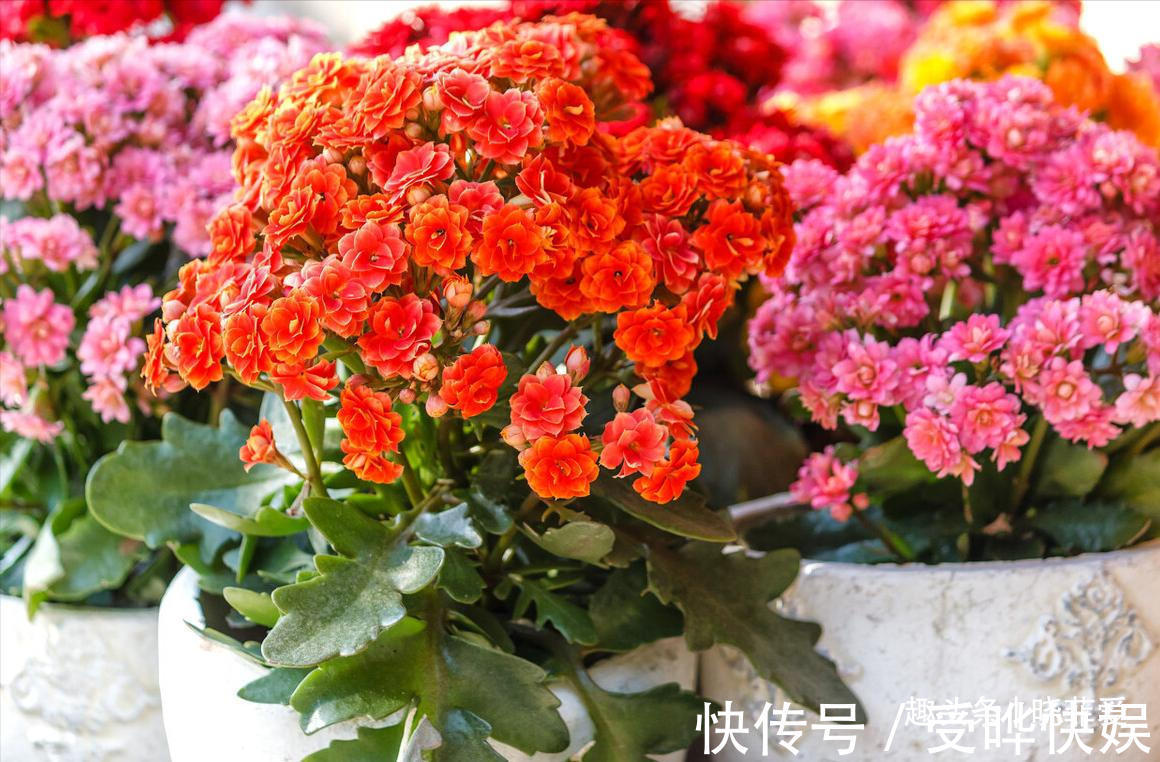 新根|4种“吉利花”,被水浇死了不要扔,简单处理又能长满盆