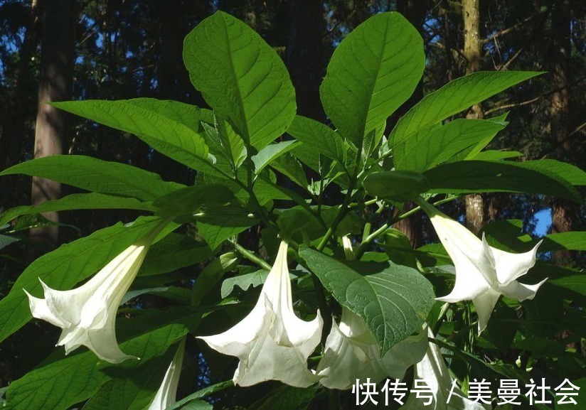 背叛|离婚了就不会复婚的3个生肖女,不会原谅背叛,不会复婚