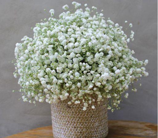 养花试试此款花期长的,花朵粉嫩丰腴,绚丽夺目