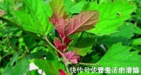 清热解毒|农村田间喂猪的野菜 能清热解毒 防贫血除口臭