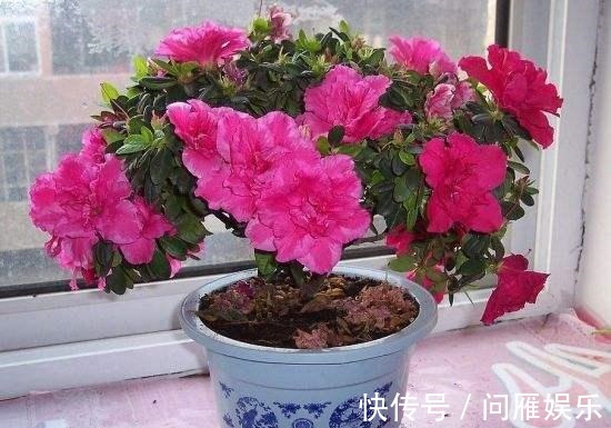 磷酸二氢钾|想养好开花的绿植,这些诀窍要掌握,养花的你值得一看