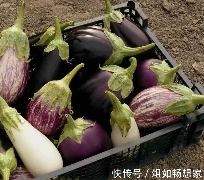 茄子蒂别再扔掉了，教你茄子蒂妙用，用打火机烧一烧，实用又省钱