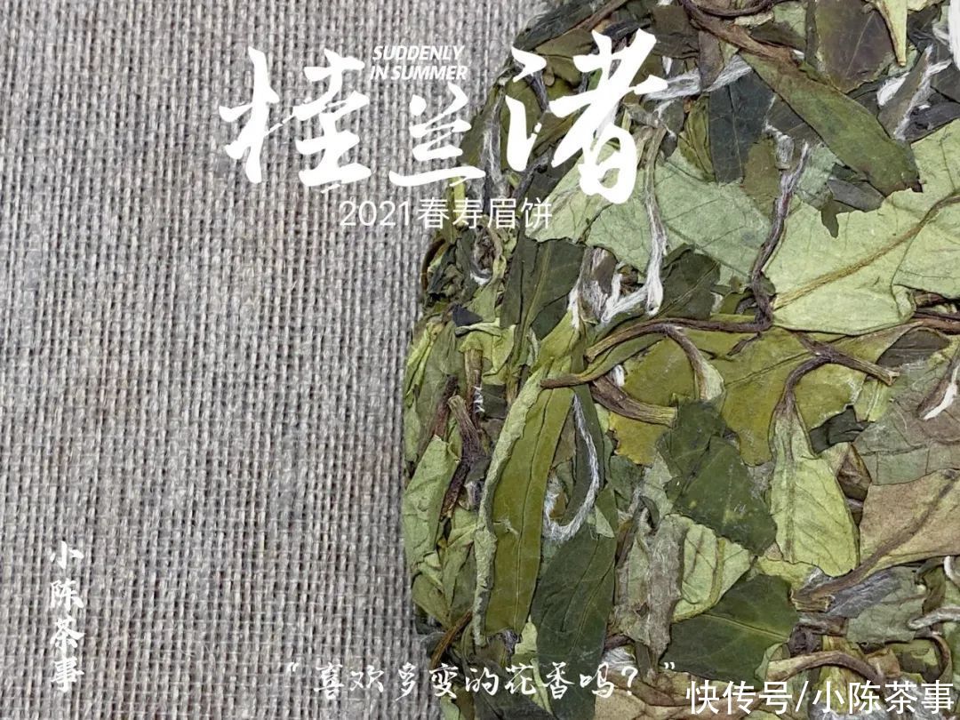 叶片|白牡丹和春寿眉散茶时还分得清，压饼后就混淆了？村姑陈教你3招
