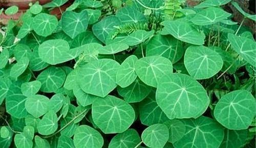 千金藤|叶子像乌龟壳,做盆栽很漂亮,根部价值高,人称金不换,你认识吗