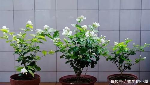 养花|花养不好不是太懒，而是方法错误，这几个坑你知道吗