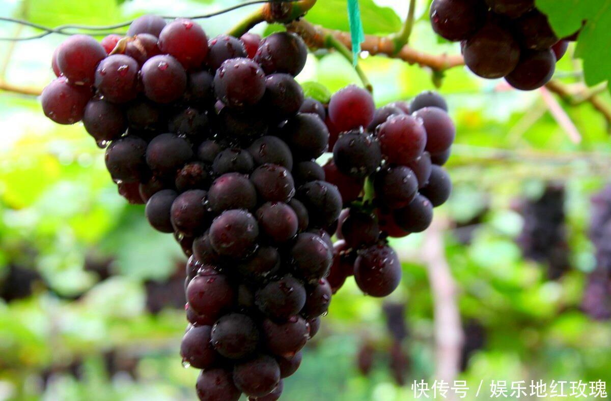 水果|此4种常用激素催熟的水果,尽量少买!水果贩子:很多人却都爱吃