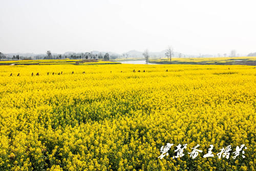 解密潼南的陈抟故里景区，来这里观赏油菜花海已成了水陆空全覆盖