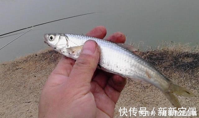 蛆虫|钓白条鱼真是累人，用我分享的方法，只要你下钩，它就在那等你