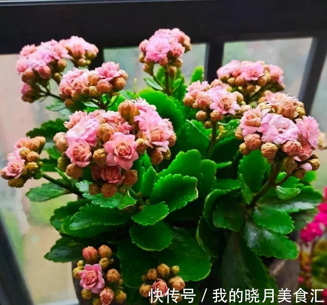 天竺葵|天冷就养“6种花”，越冷越爱开花，吉祥“喜庆”又高档