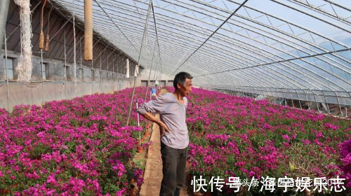 花都|三角梅正是开花的时候,花农大爷却把花都剪掉了