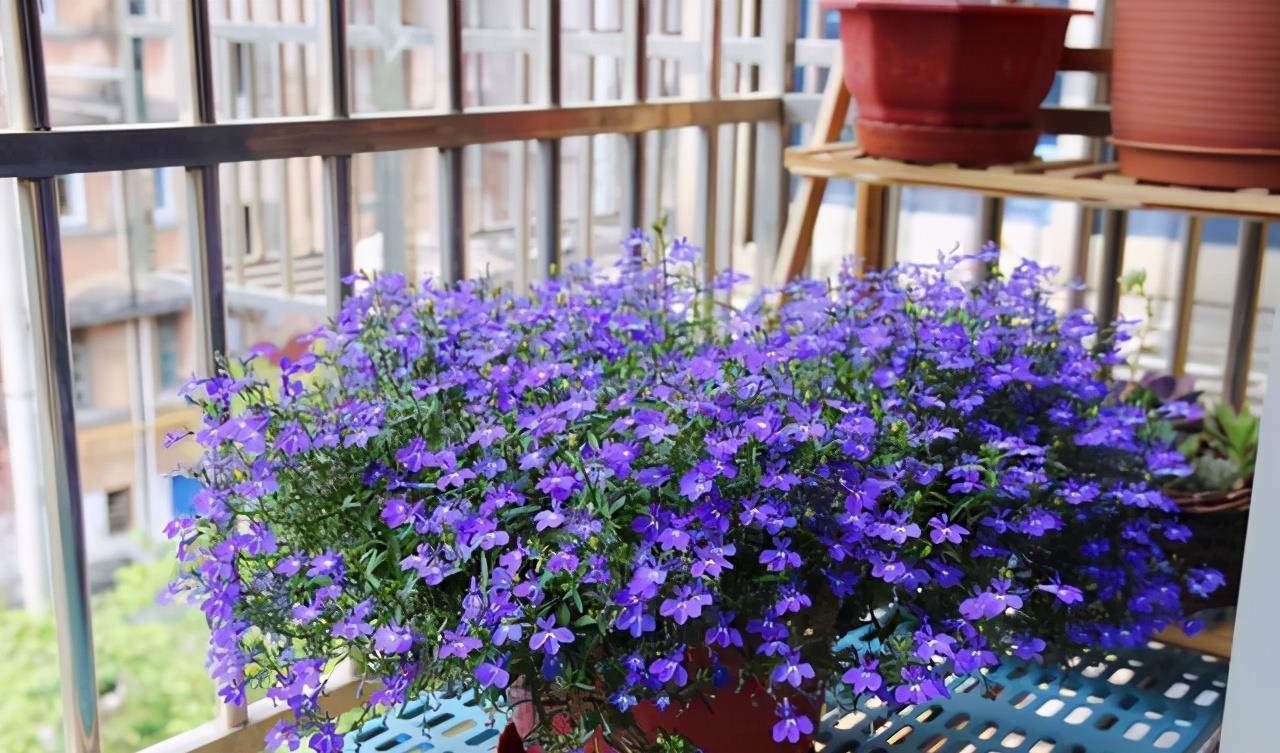 高温40度,6种花“尽情晒”,越晒越开花,密密匝匝一大盆,漂亮