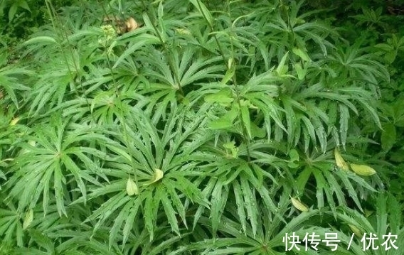 兔子|来自大自然的馈赠：“中药材兔儿伞”，治风湿麻木，全身疼痛