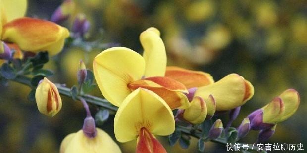 被当废柴的金雀花，埋在土里，开花如鸟雀