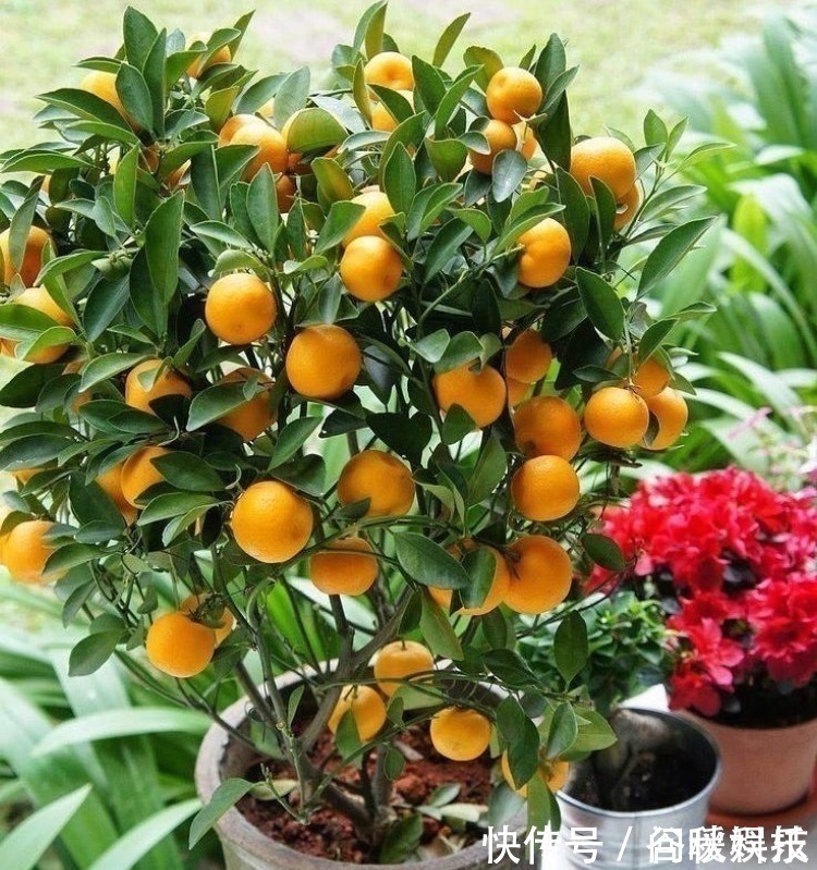 盆栽|家里摆上10种花，越来越兴旺、发达，个个都是“吉祥”花