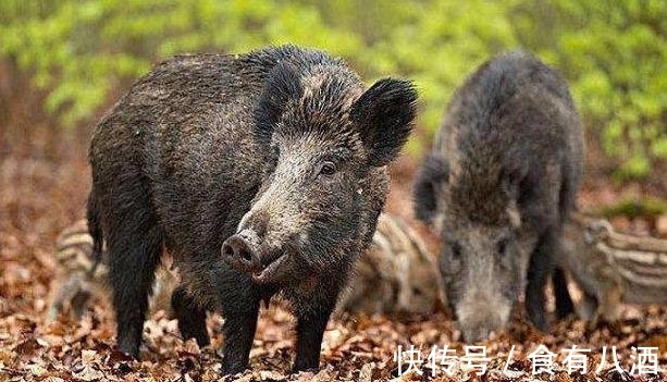 2025年11月5日猪价全国普跌海南独涨16元