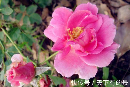 欧月藤月|花期长达200天,好养漂亮,花色鲜艳,越晒花开越多,超美