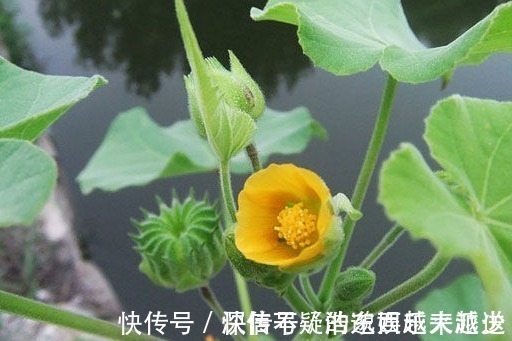 健康|此野草是个宝，遇到一定要拔回家，对健康有好处，来了解下