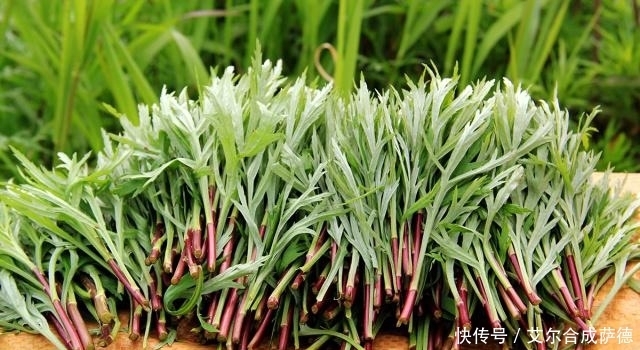 腊肉|长在水边的“艾草”,采一把回家配炒腊肉,美味又营养