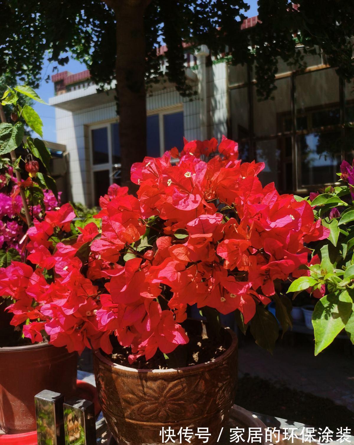 8种“漂亮花”特怕冷,秋天赶紧拿到屋里去,不然都冻死了