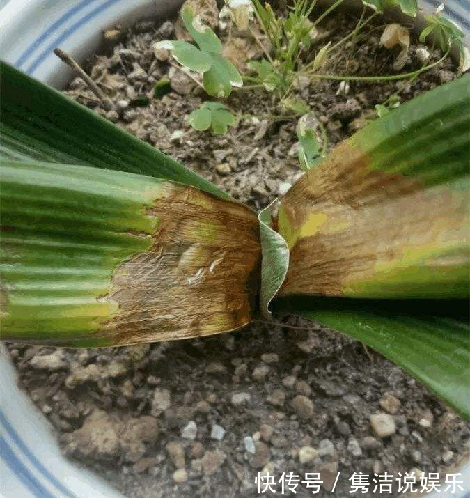 叶心|夏天喷水保湿,但是千万别喷这几种花,否则烂的透透的!