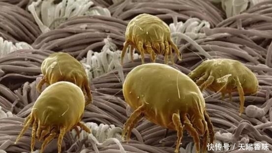 痘痘|后背的螨虫痘痘一天天变严重,是时候排螨虫了,3方法除螨最快!