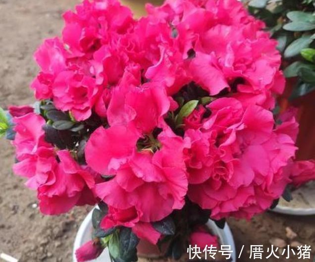 养花就养4种花,好养易活花量大,日子红火财运滚滚,好看极了