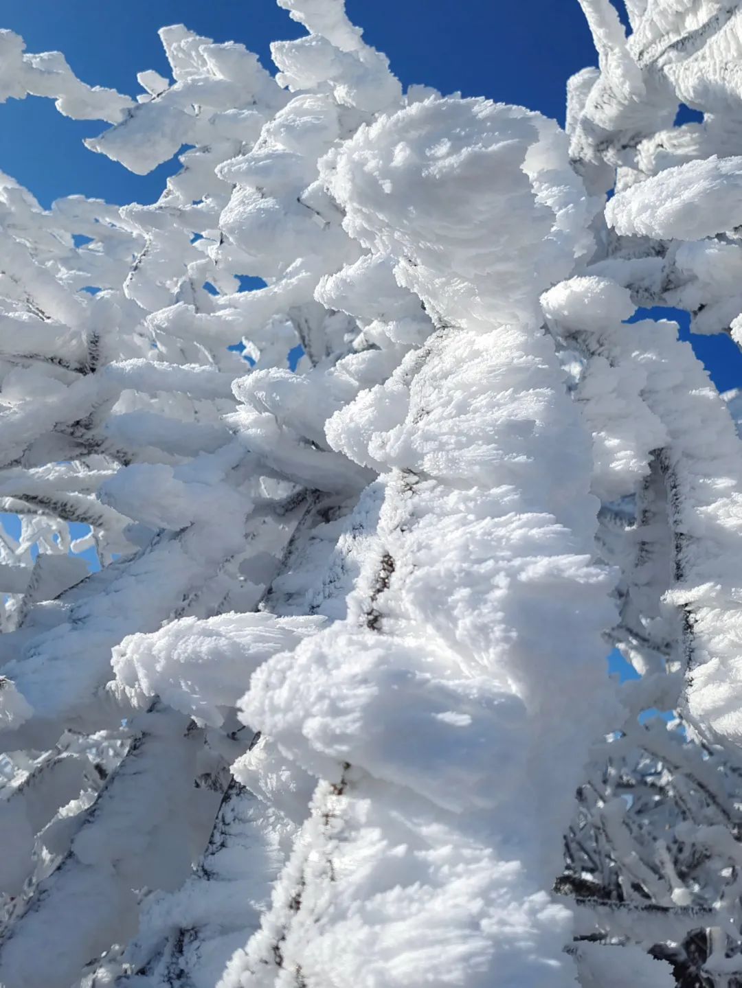 雪景|太美了！台州最新雪景！括苍山跌至-10℃，再现云海奇观（多图多视频）