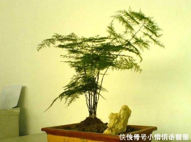 养文竹|养文竹,记得在土壤里埋点它,顺便浇碗汤,蹭蹭不停长,绿的反光!