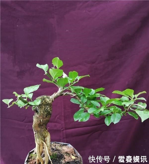 4种“便宜花”,多修剪少浇水,养成高价盆景,价格翻倍