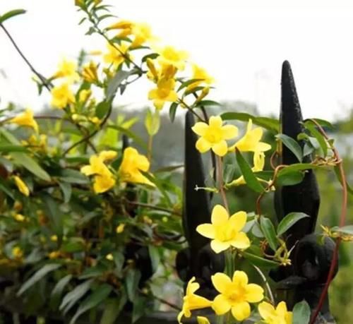这花极耐寒花开半年，香飘满院，城里人还抢着种，它其实叫断肠草