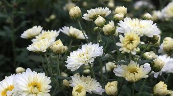 长春花|立秋后，想阳台盆栽赏花首选这4款爆盆机器，花叶嗖嗖地疯长