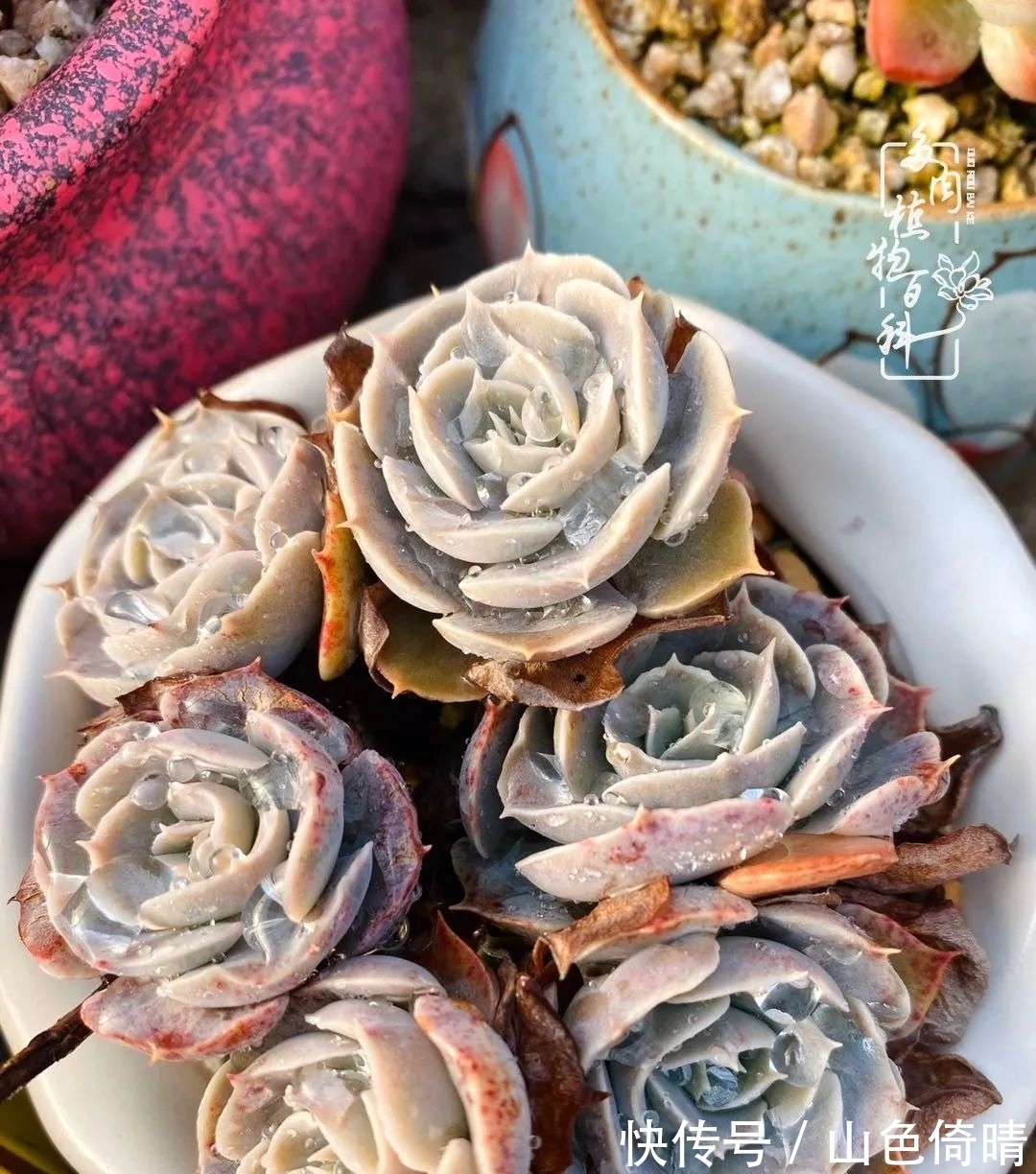 我与多肉植物百科的398天离别又重逢!