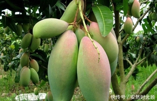 提个醒：芒果与此物同食，有病也是自找的，现在知道还不晚