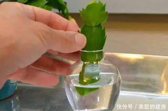 扦插君子兰、蟹爪兰,就用3种“溶液”,白根疯长,不久就成活