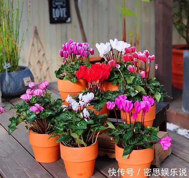 仙客来|被称为“夏必死”的8种花,我却喜欢买一些,因为能“省”不少钱