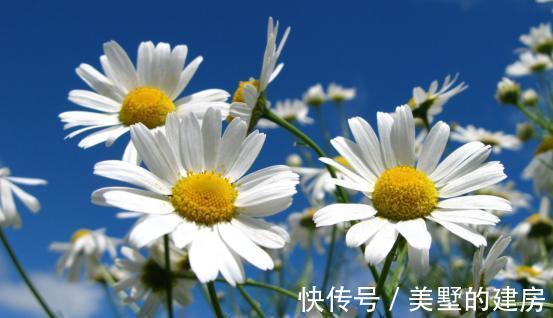 名利漠|8月，红鸾星动，桃运爆棚，相思无尽，旧情难绝，回首相伴千年