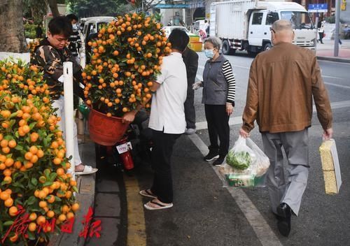 春花灿烂 年味渐浓