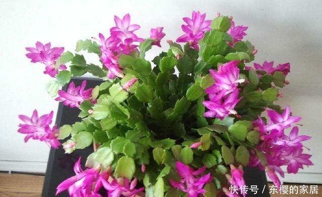 降成本养花,6种花1根枝变1盆,加点它,插多少活多少